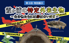 茨城県霞ケ浦環境科学センターで第３回特別展示「霞ヶ浦の特定外来生物－生き物たちには罪はないけど－」が開催されています！（2/4~5/9）に関するページ