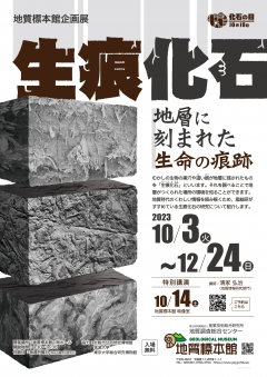 地質標本館で 企画展『生痕化石』が開催されます！（10/3〜12/24）