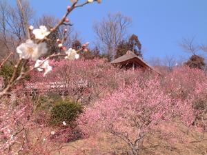 『筑波山梅林』の画像